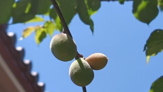 卯月〆さんぽ①梅の実とシャクヤク