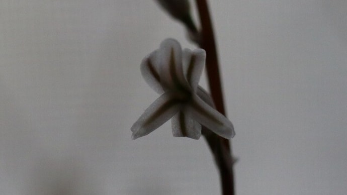 ウンビラティコラの花