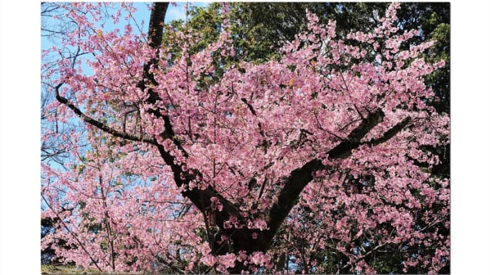 大寒桜 碧空に映える満開