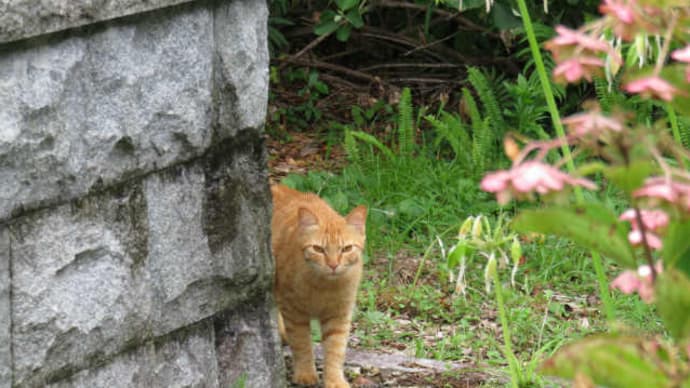 散歩で猫-1 3/2