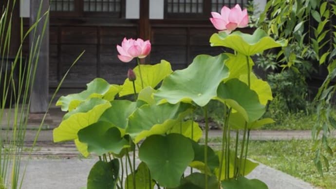 咲き始めたいつもの境内の蓮の花