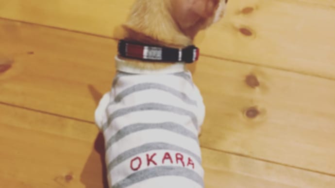 初めての動物病院