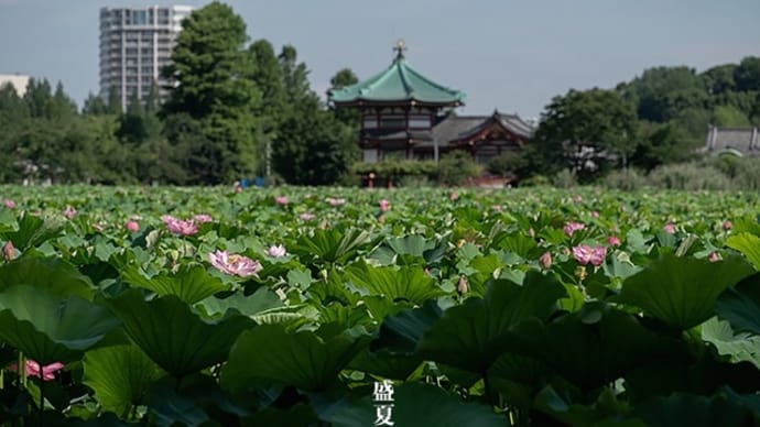 辨天堂に夏色を添えて。