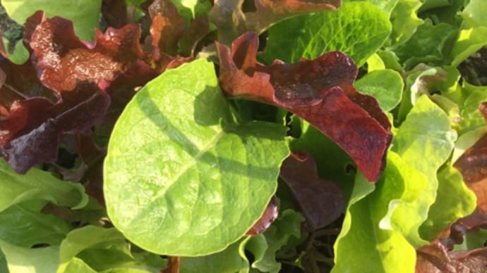 【アタリヤ農園】良い種&球根お求めは…【2023年秋冬野菜種】入荷29日