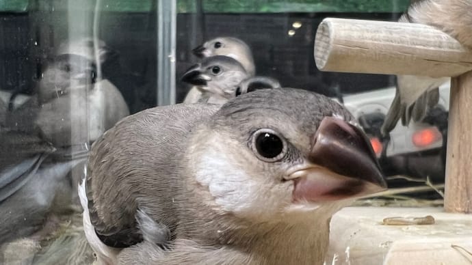 ●桜文鳥デビュー中●