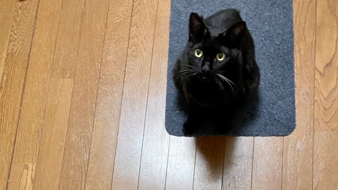 見上げるトノヒメ可愛い