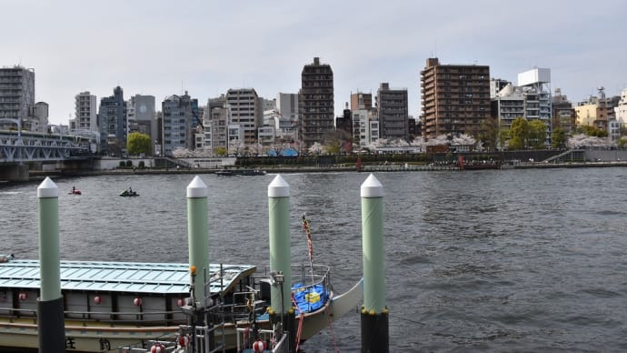 さくら狩り 東京都墨田区 隅田公園(3)墨堤通りの桜