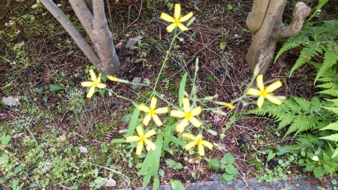 ニガナ：キレイな黄色で咲いていた