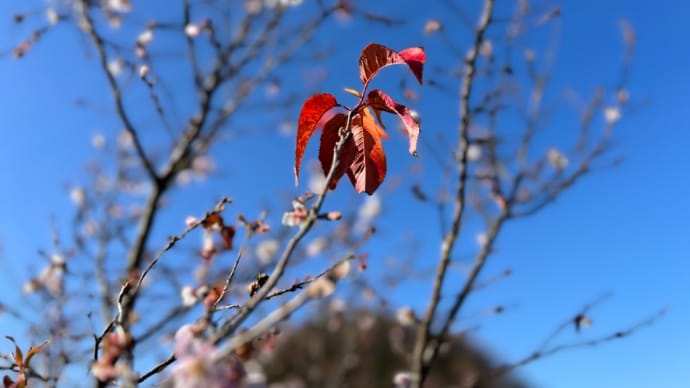 四季桜、小さなピンクの花びら とっても可愛らしい　着実に冬に向かって、季節は進み移り変わっていくのでした