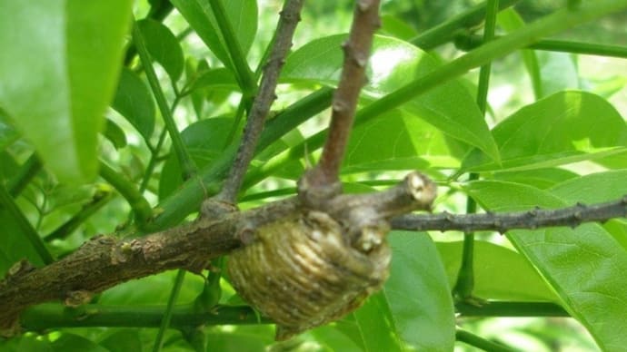 春の「生き物教材」から思うこと