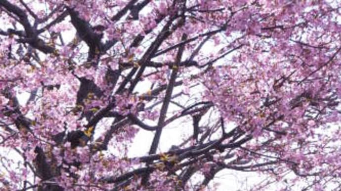 河津桜も満開になりました