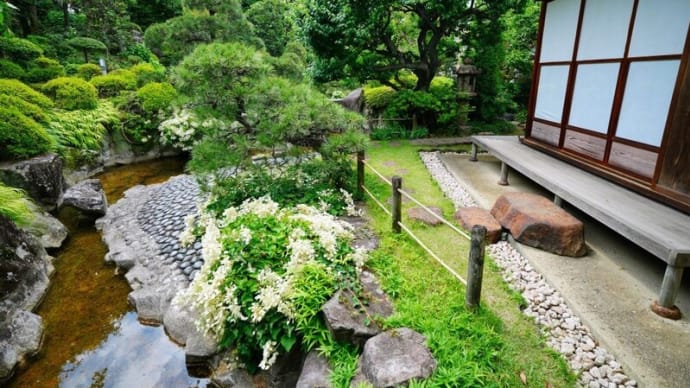 白い花の咲く庭園(板橋区立水車公園 2025.6.1撮影)
