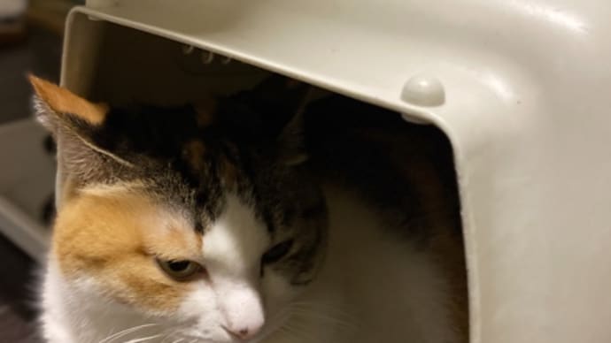 口内炎