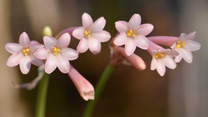 鉢植えの「キルタンサス」