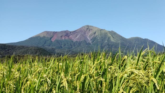 稲刈りまで後1か月