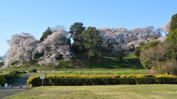 七輿古墳の桜!