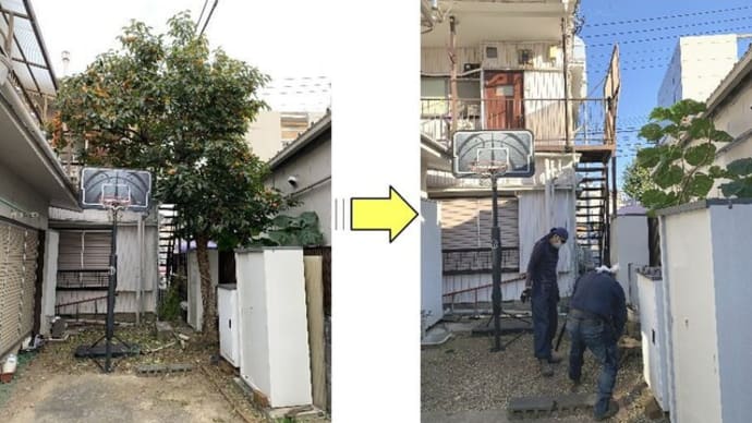 大きくなりすぎお隣の敷地に葉や柿の実が落ちてしまうと伐採作業ご依頼