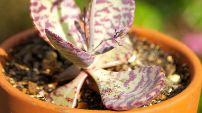花が咲いた多肉植物