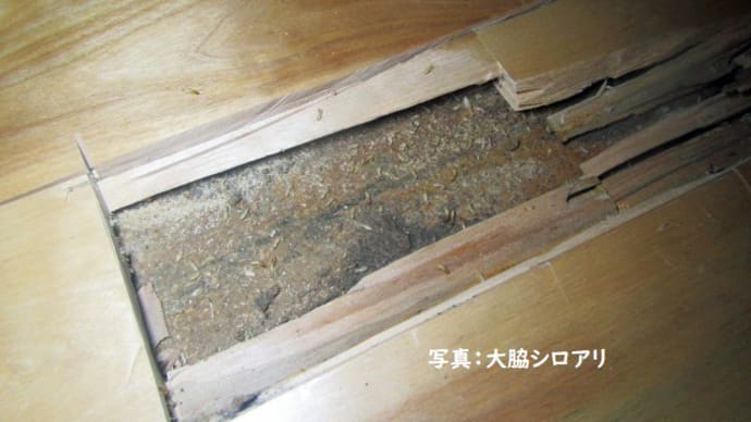 ちょっと待って! その床の重ね張り大丈夫ですか!?