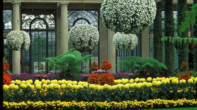 Longwood Gardens 菊のトピアリー