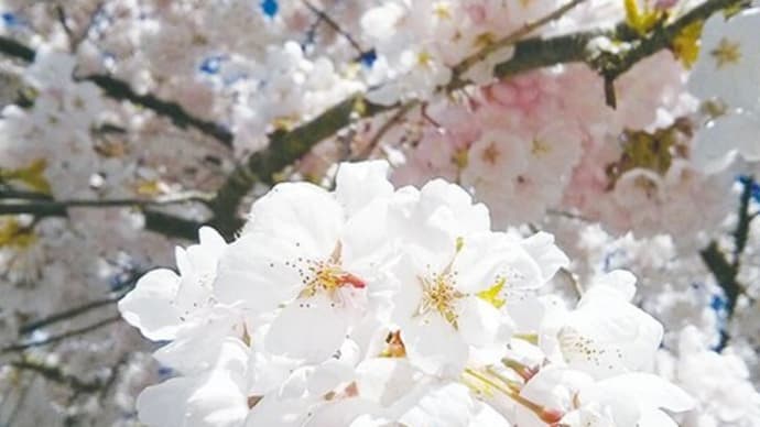 「桜の街 バンクーバー」~口語短歌と写真で綴る「世界文化紀行」