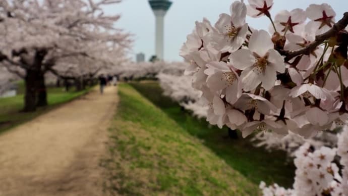桜と開拓
