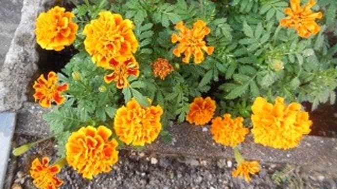11、明石 ⑦