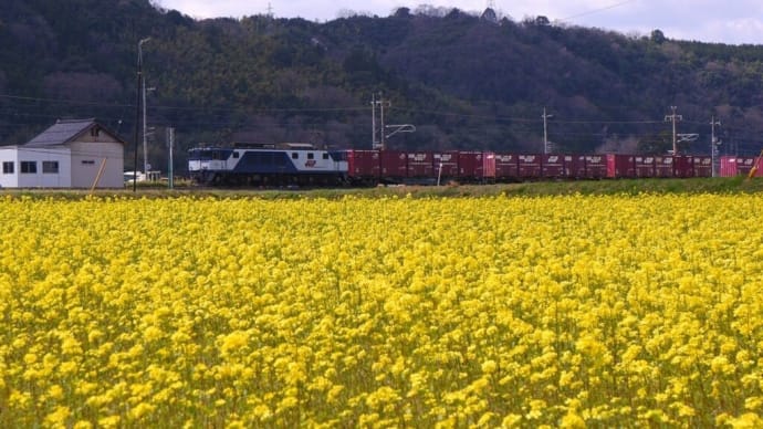EF64-1000番台、菜の花畑脇を通る、【伯耆町上細見集落付近:伯備線】 2022.APR