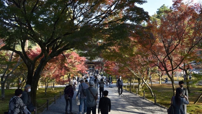 もみじ狩り　京都府左京区　紅葉名所めぐり2日目　【8】-（2）臨済宗大本山 南禅寺　正恩庵、法堂ともみじ