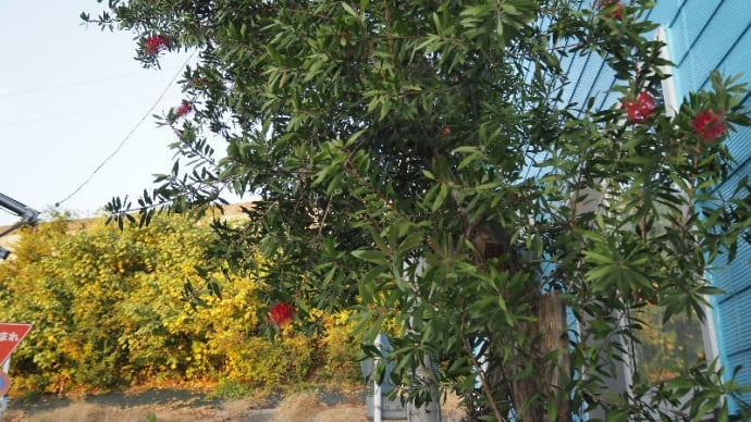 11月12日<庭木・部屋木・花壇>