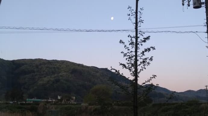 イチョウの葉の空