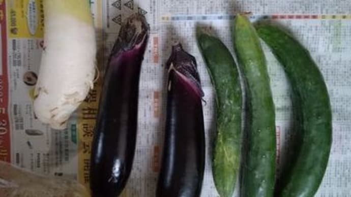 収穫野菜や頂き野菜とサークル差入れ