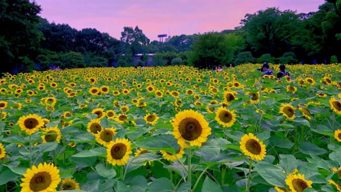 色んな風景～向日葵・長居植物園～