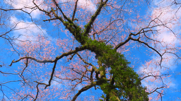 ツバメさん参上 ・・・ 3月27日 箕面公園で