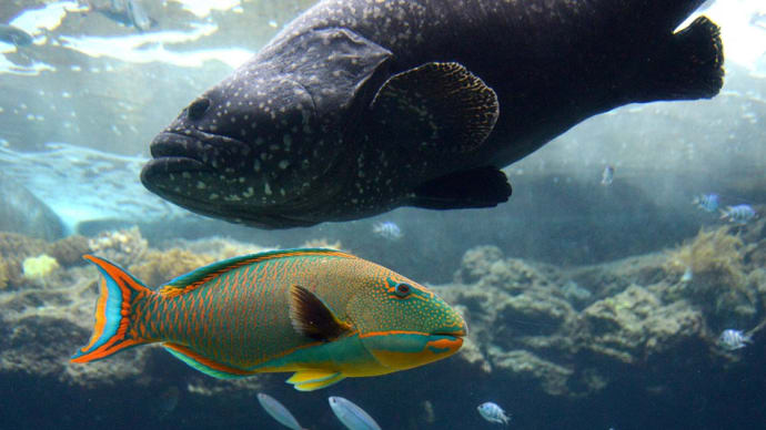 沖縄美ら海水族館