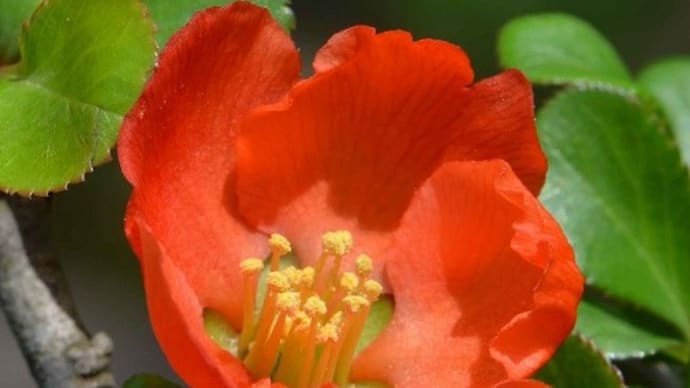 鉢植えのボケ(2) 「長寿梅」