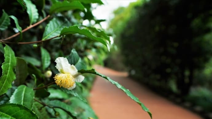 チャの花、ウド、シモバシラ（赤塚植物園 2021.9.12撮影）