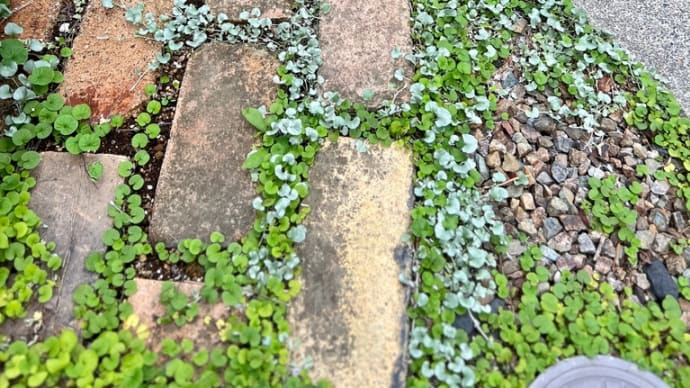 半日陰のグランドカバーと愛すべき半日陰の庭の植物たち