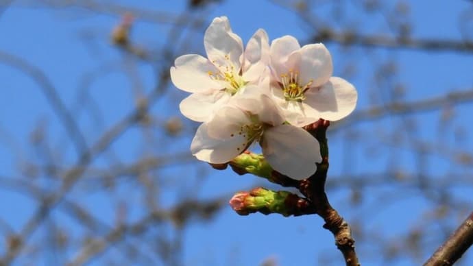 広島で桜開花