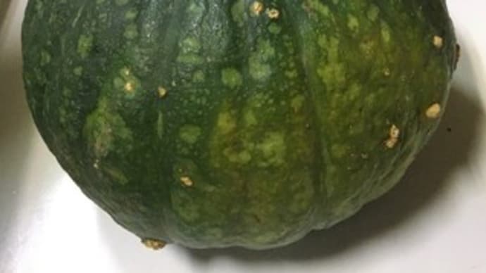 ステラのプライベートクッキング!大きなカボチャを頂きました♪パンプキンサラダに~ ちょっとお散歩~鴨君のお昼ねとお散歩に遭遇