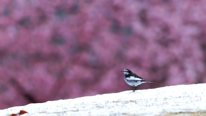 宇都宮城址公園河津桜点描