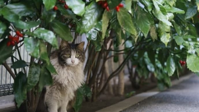 奄美のねこの声