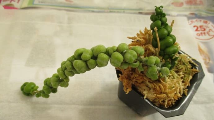 ディスキディアを植替え