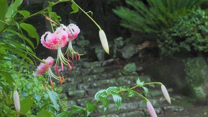 高知の山地に自生するタキユリ（Lilium speciosum var.clivorum）
