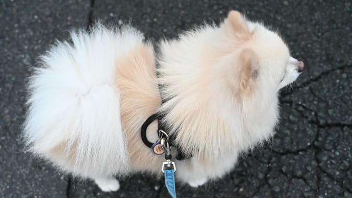 秋雨のお散歩