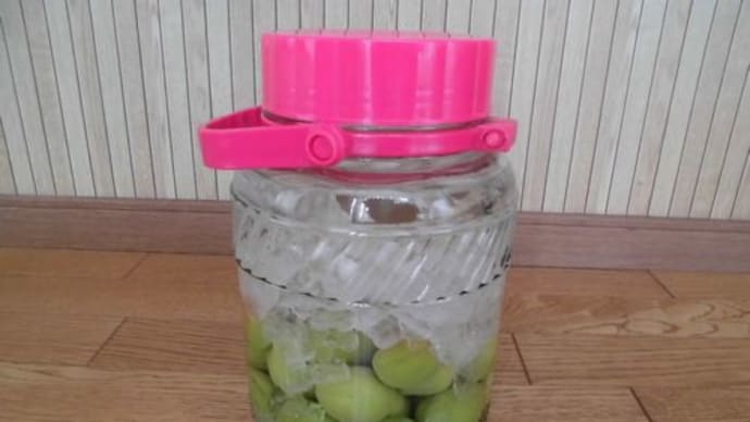 我が家の庭で採れた梅の初めての梅酒