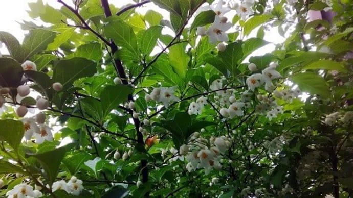 自然界に遭遇、魅せてくれる季節に咲く花々