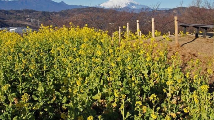 富士山と菜の花が見れる吾妻山公園へ
