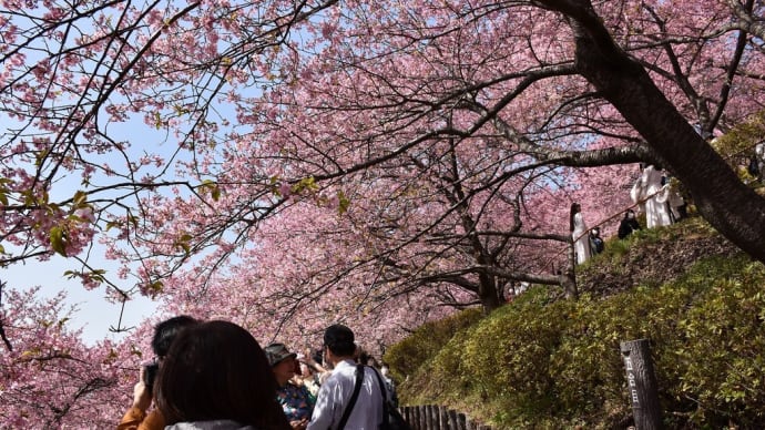 さくら狩り 神奈川県松田町西平畑公園 第23回まつだ桜まつり(4)滑り台と河津桜