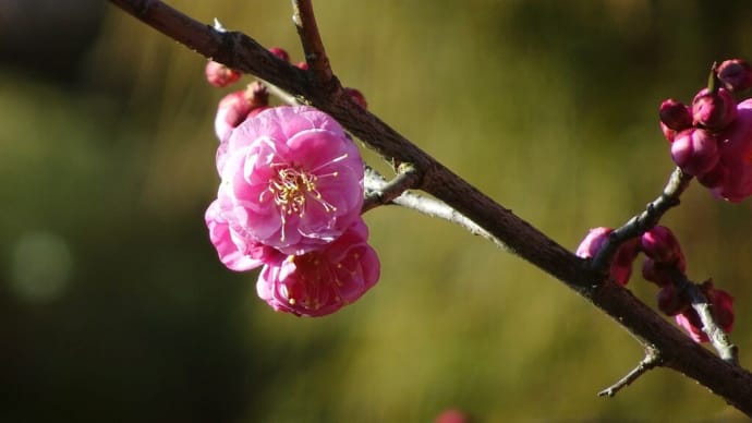 梅の咲く - 蓮華寺